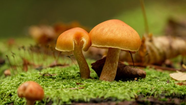 Kuchenne trendy w Polsce